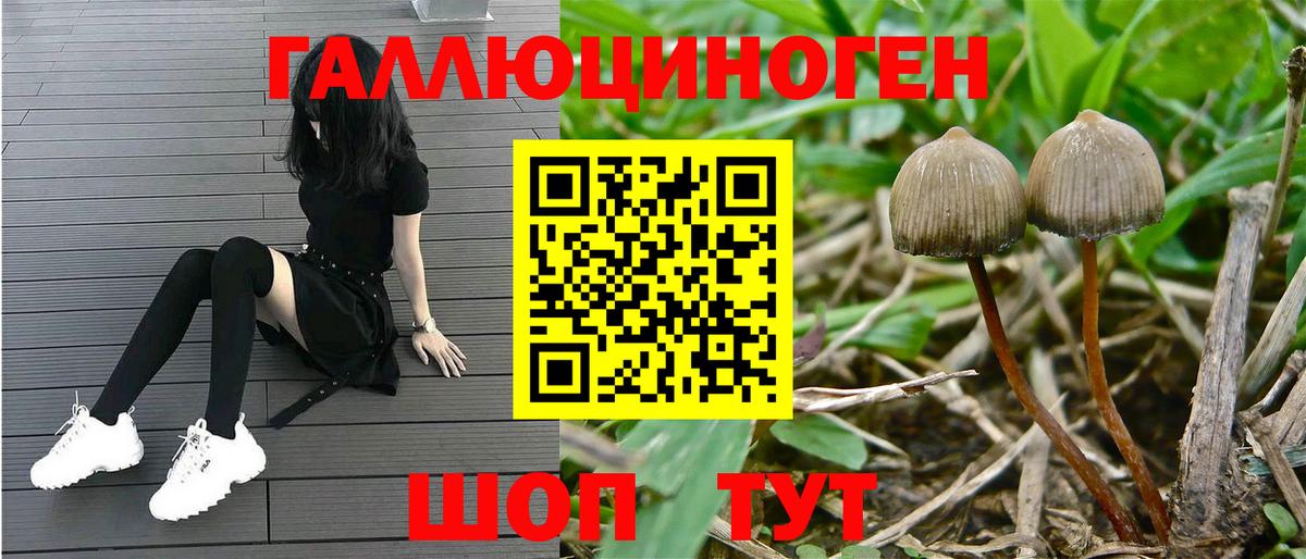 Галлюциногенные грибы GOLDEN TEACHER  Галлюциногенные грибы MAGIC MUSHROOMS  Вход с VPN  Волгоград 